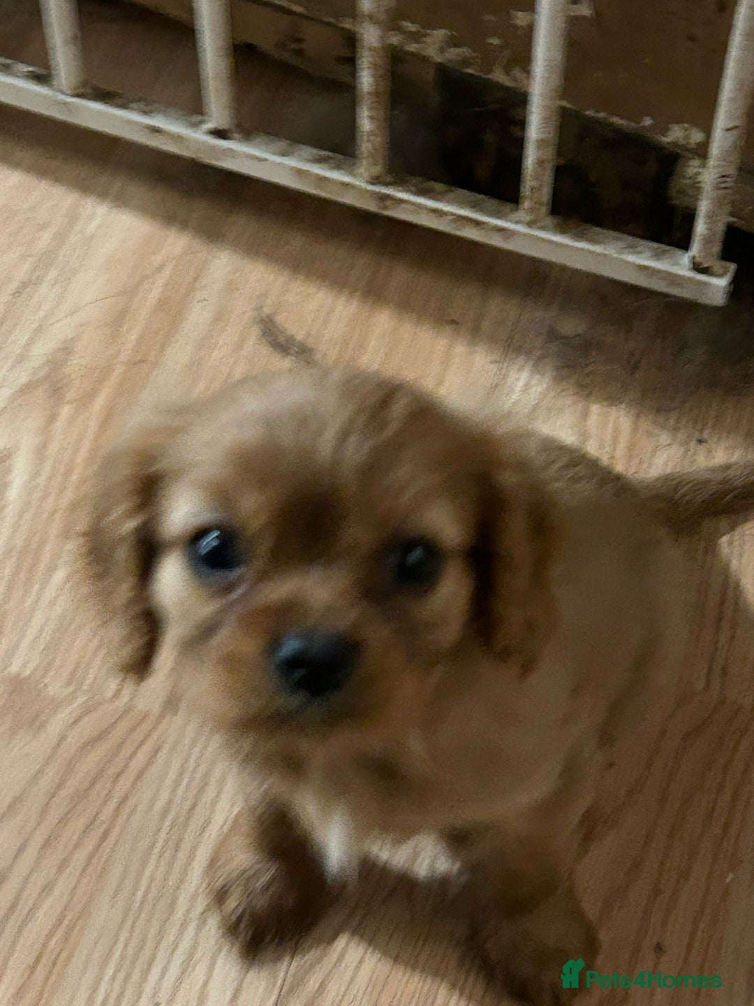 Cavalier King Charles Spaniel dogs for sale: 3 delightful Cavalier King Charles Spaniel Pups - Image 2