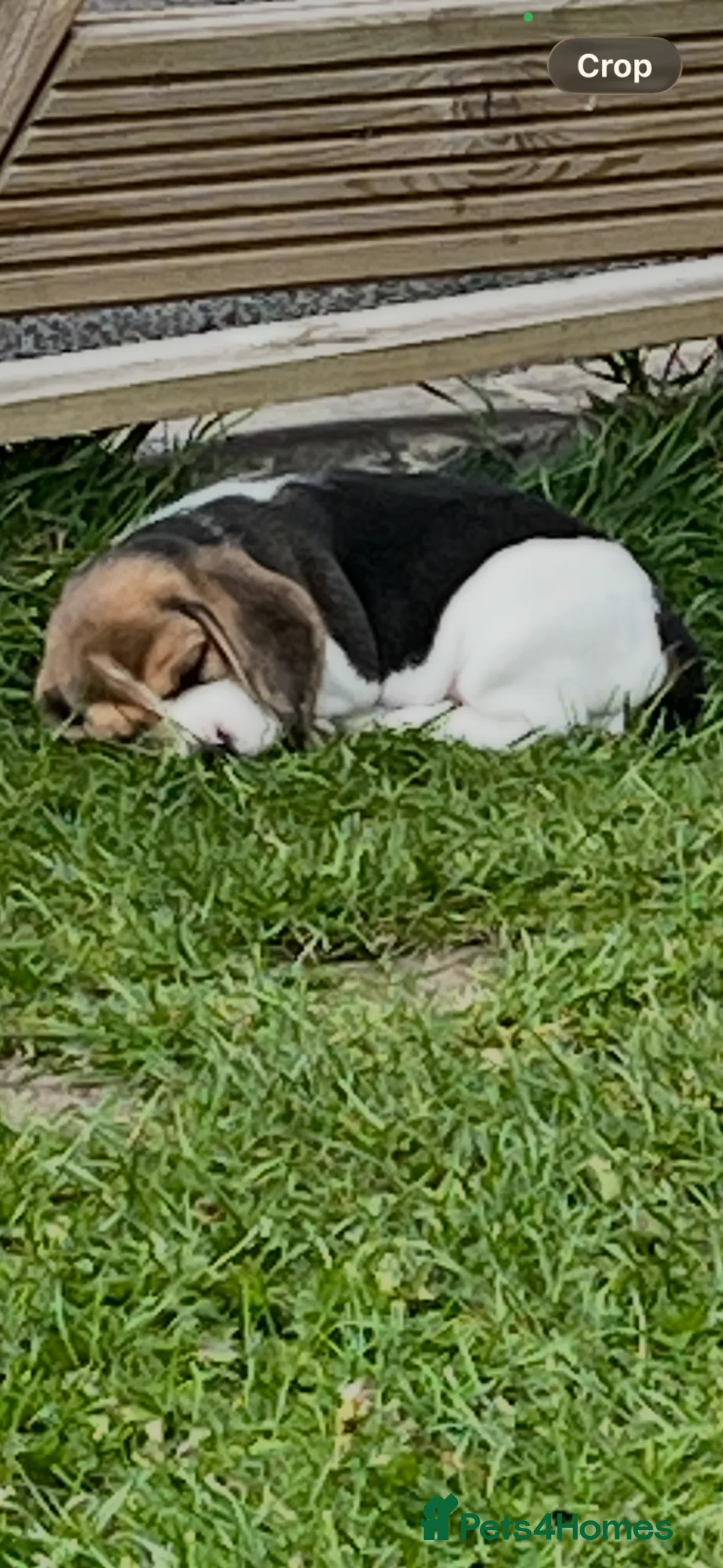 Beagle dogs for sale: Absolutely Stunning Puppies (KC reg) - Advert 10