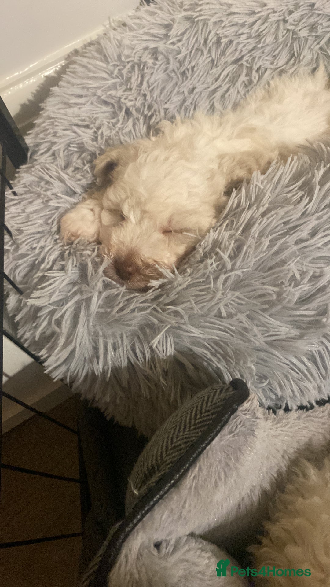 Cockapoo dogs for sale: 2 very happy boys avalible  - Image 6