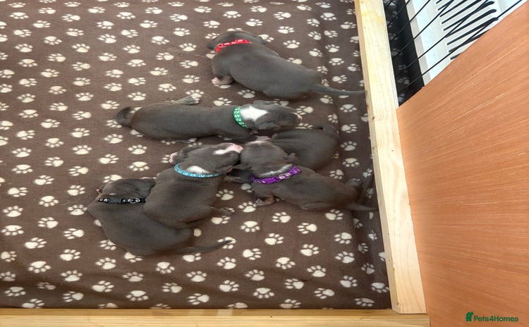 American Bully dogs - Advert 5