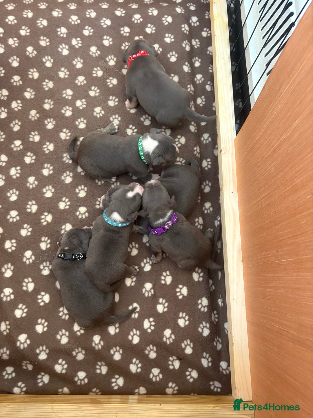 American Bully dogs for sale: American pocket bully tri pups - Image 1
