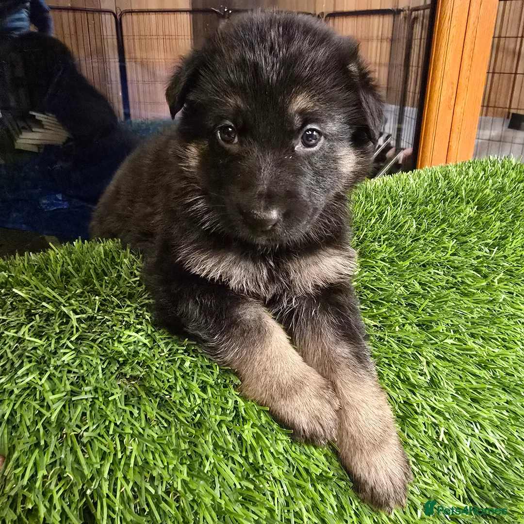 German Shepherd dogs for sale: Outstanding German Shepherd Puppies - Advert 19