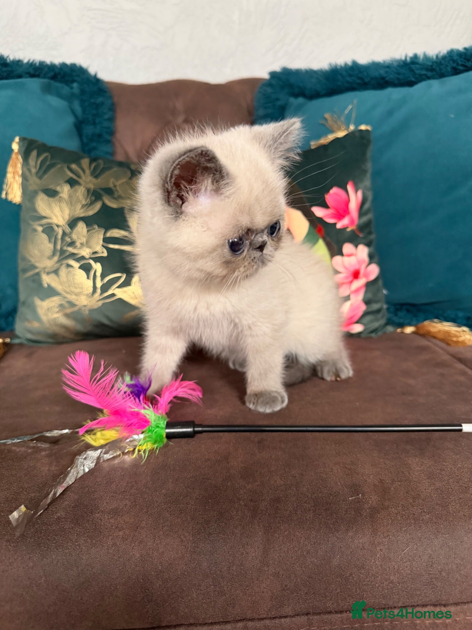 Exotic cats Last Remaining  Exotic Shorthair Kitten - Advert 6