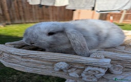 Mini Lop rabbits for sale: Mini lops baby rabbits for sale  - Image 16