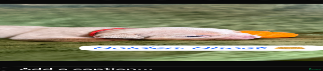 English Bulldog Puppy 1