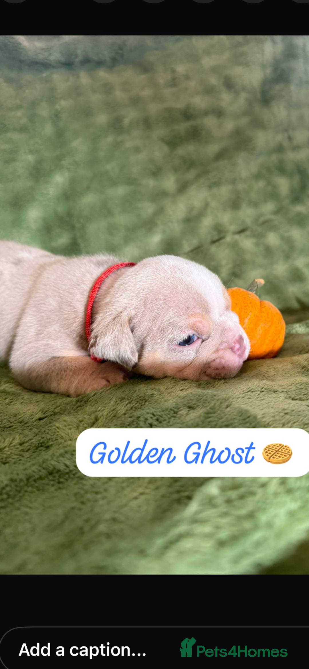 English Bulldog dogs for sale: Beautiful bulldog babies  - Image 14