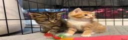 Mixed Breed cats for sale: Grey tabby & female ginger and cream kitten  - Advert 7