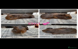 Guinea Pig rodents for sale: only 10 girls left Funky&smooth Guinea pigs - Image 1