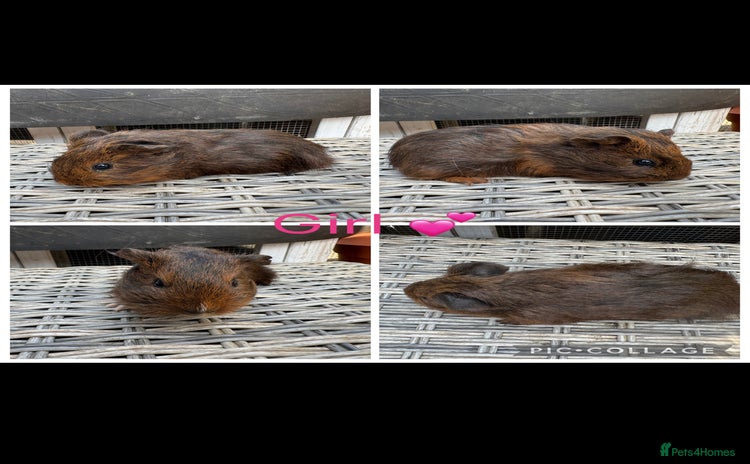 Guinea Pig rodents - Advert 5