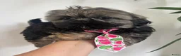 Shih Tzu dogs for sale: Imperial shih tzu  boys ready now reduced price - Advert 4