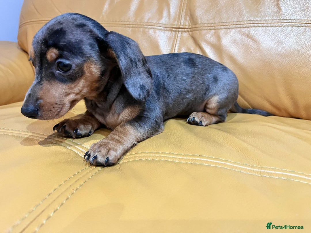 Miniature Dachshund dogs for sale:  Four Stunning Miniature Dachshund Puppies - Advert 2