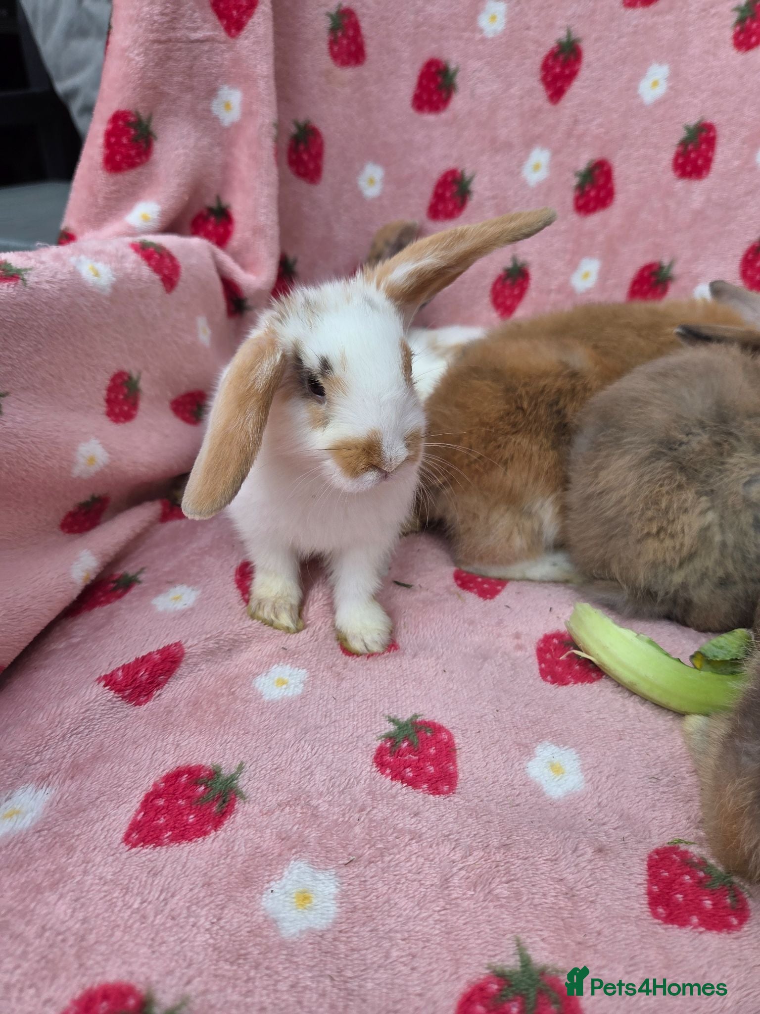 Mini Lop rabbits Mini lop baby rabbits 5 💙 3 🩷  - Advert 1