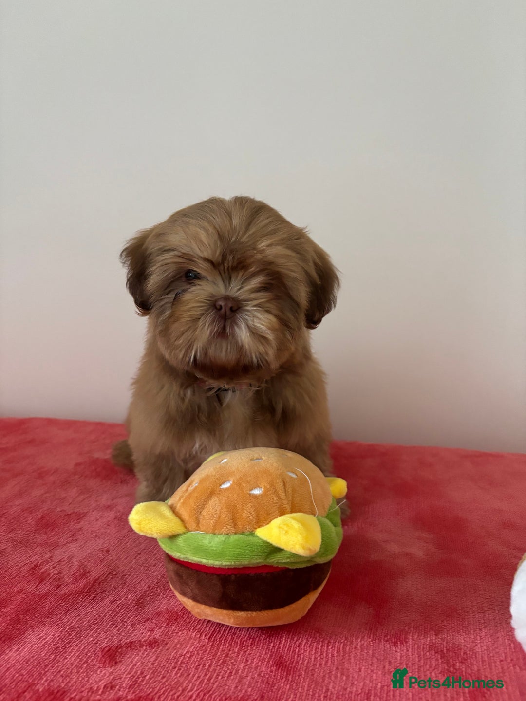 Shih Tzu dogs for sale: 💝 Rehoming Beautiful Shih Tzu Girl - Image 9