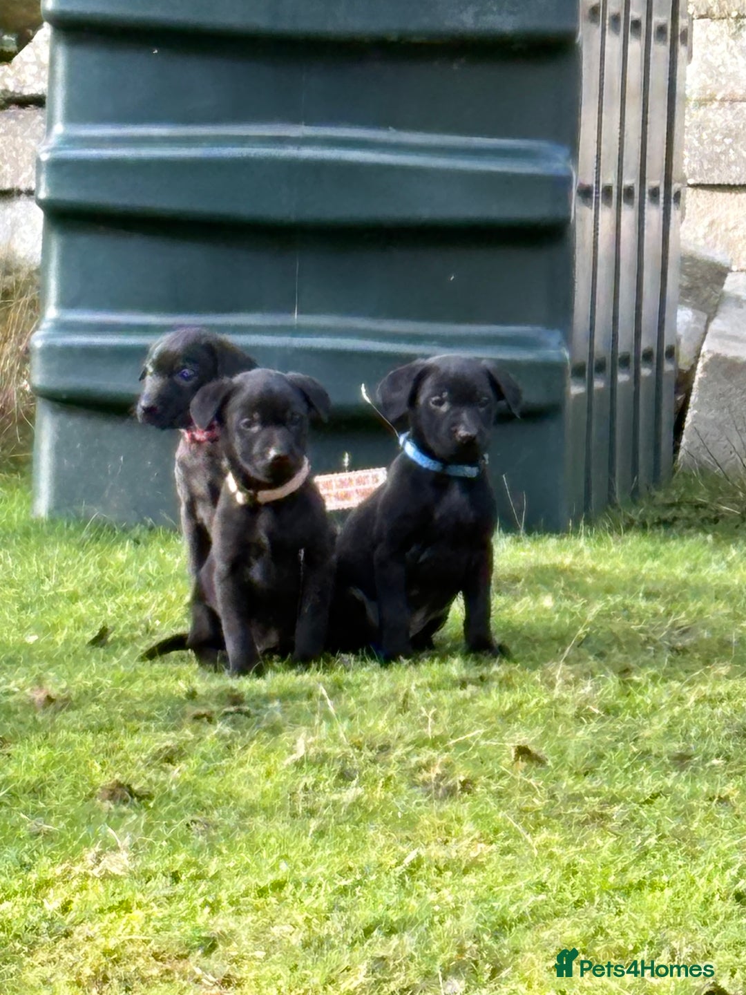 Labrador Retriever dogs for sale: Ready to leave now 3 gorgeous males pups left  - Advert 33