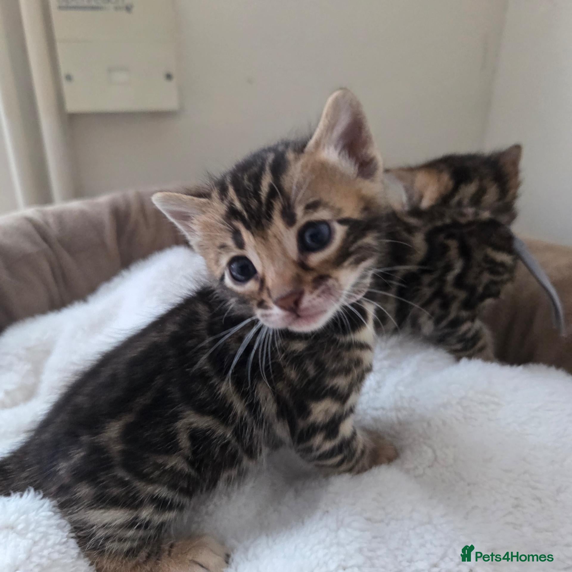 Bengal cats for sale:  Purebred TICA Registered 3 Bengal Kittens 🐾 - Advert 2