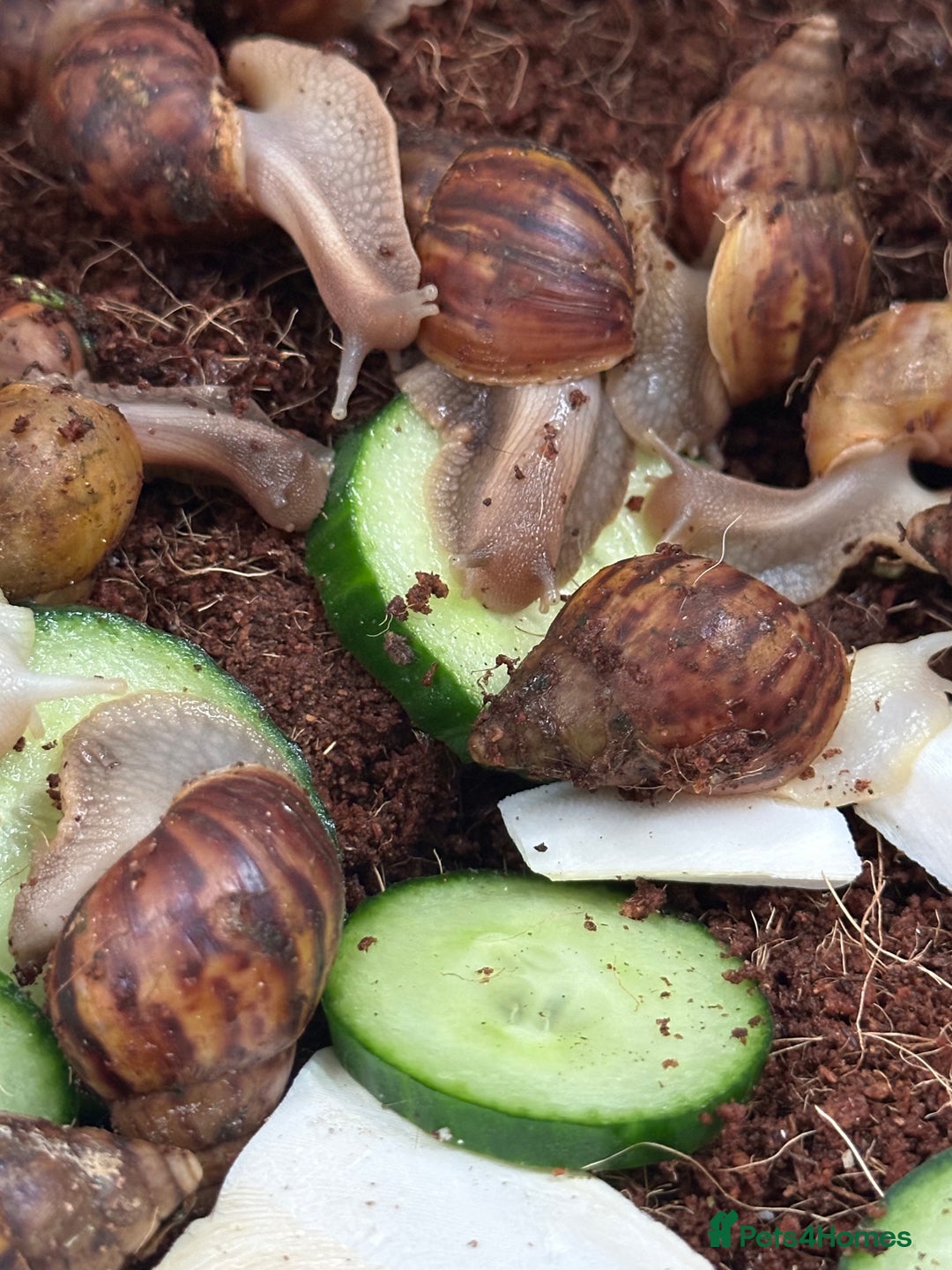 Snails invertebrates for sale: African giant land snails babies - Image 6