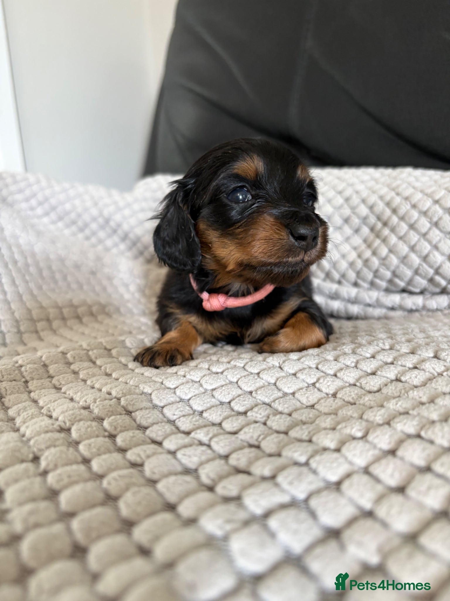 Miniature Dachshund dogs Black & cream Miniature longhaired PRA clear - Advert 4
