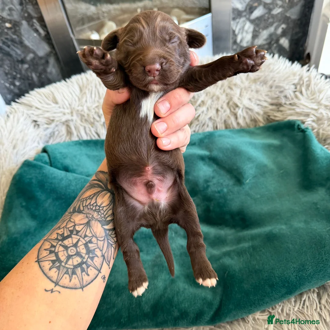 Cocker Spaniel dogs for sale: Chocolate spaniels  - Advert 7