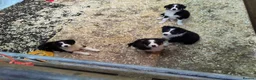 Border Collie dogs for sale: Border Collie Pups - Advert 3