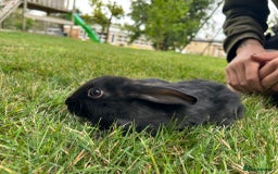 New Zealand rabbits for sale: New Zealand X Harlequin Rabbits- Mixed Litter of 6 - Image 4