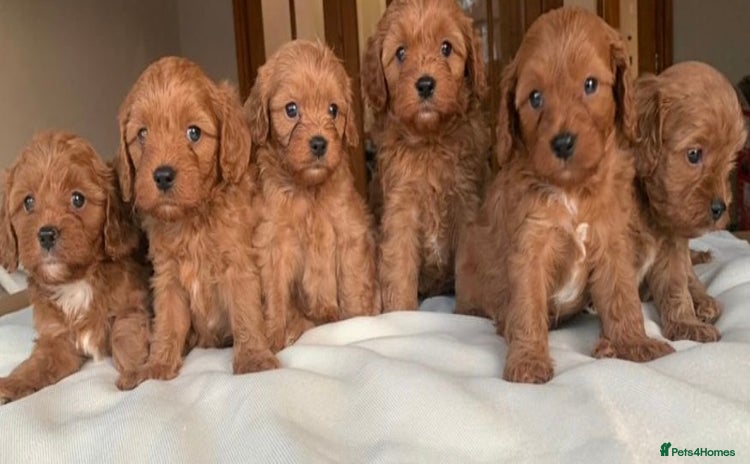 Cavapoo dogs - Advert 1