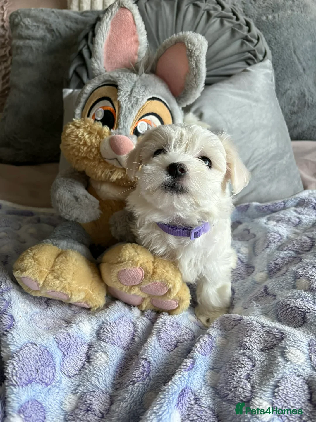 Maltese dogs for sale: Gorgeous tiny Korean Maltese puppies 🐶  - Advert 14