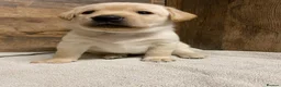 Labrador Retriever dogs for sale: KC Registered Yellow Labrador Puppies - Advert 2