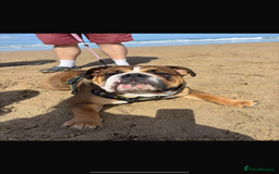 English Bulldog dogs for stud: 1 YEAR OLD MARSHALL READY TO TRY STUDDING  - Image 3