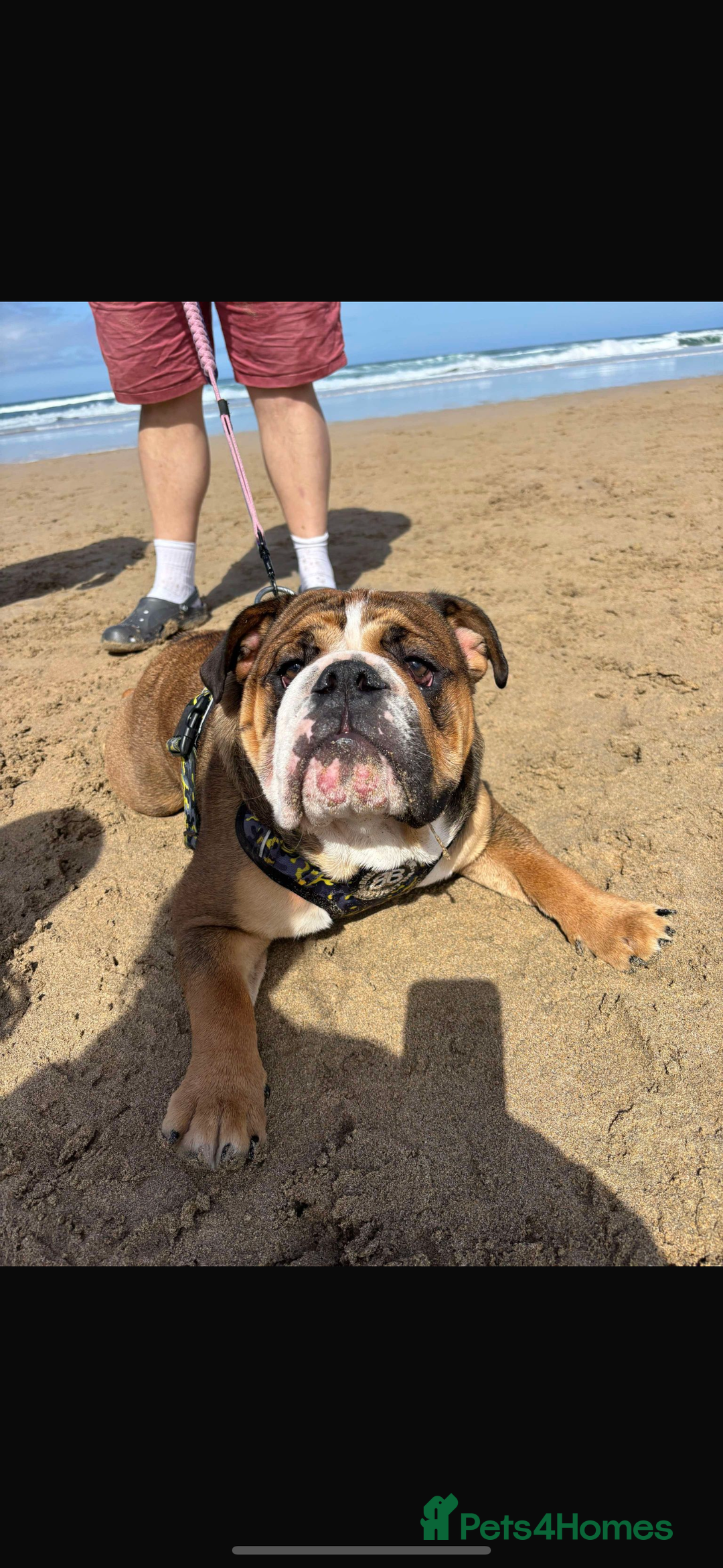 English Bulldog dogs for stud: 1 YEAR OLD MARSHALL READY TO TRY STUDDING  - Image 3