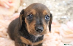 Miniature Dachshund dogs for sale: KC Registered Miniature Dachshund Puppies - Image 14