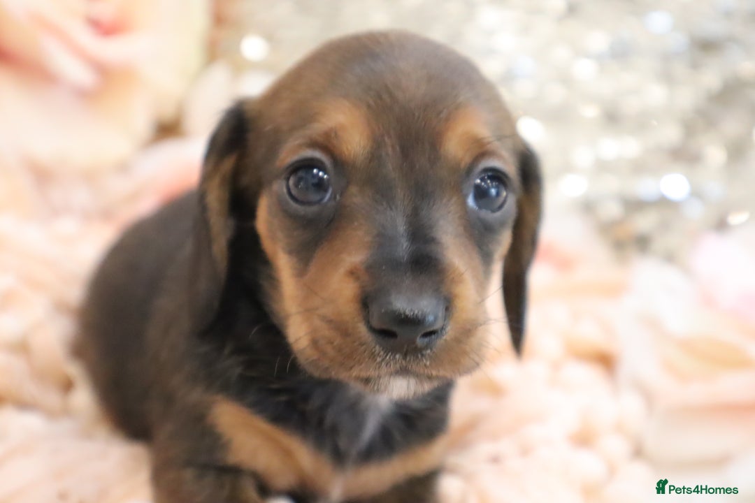 Miniature Dachshund dogs for sale: KC Registered Miniature Dachshund Puppies - Image 14