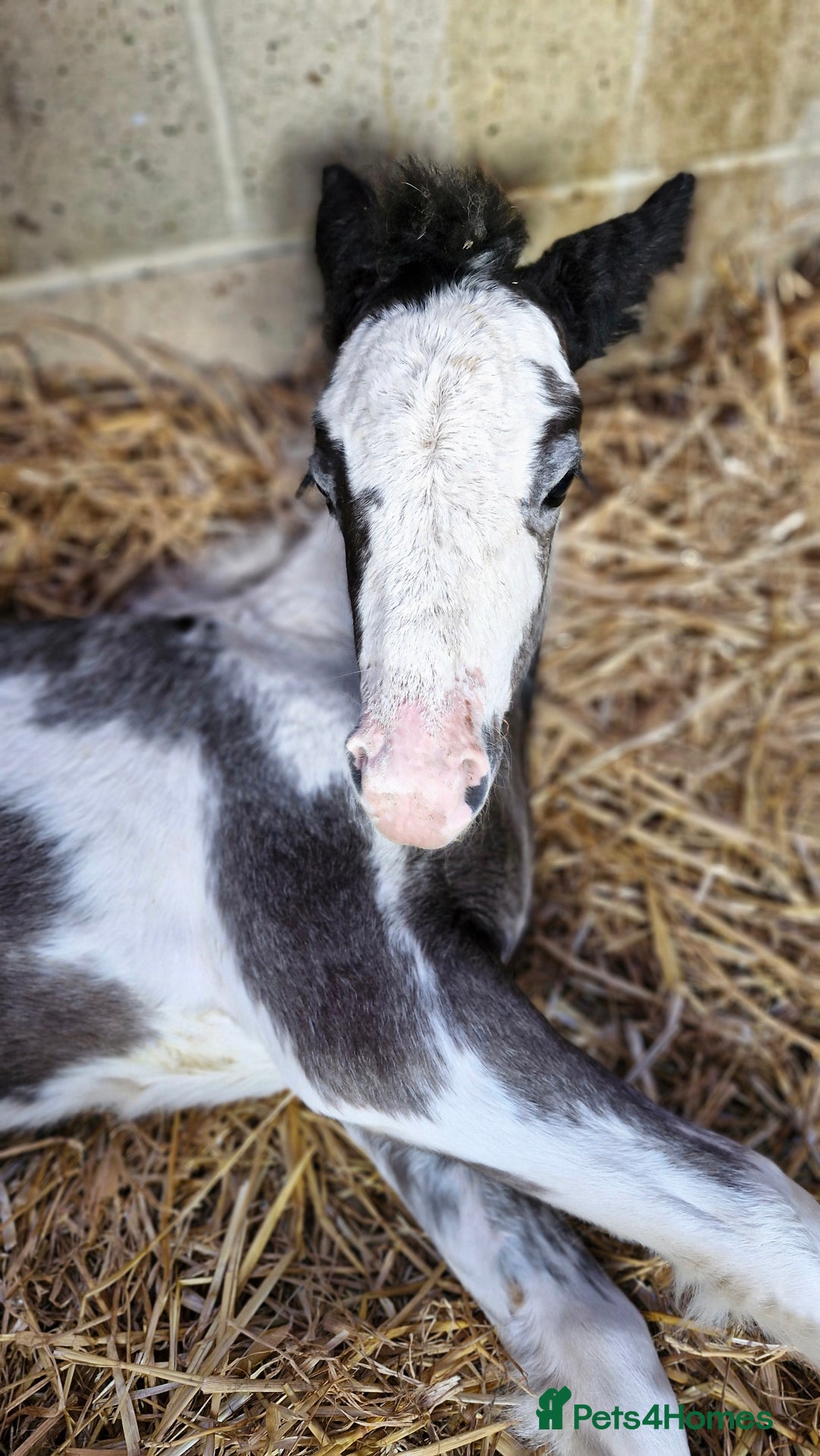 Irish Cob horses for sale: Chief - Advert 3