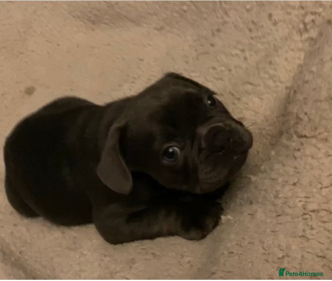 French Bulldog dogs for sale: French bulldogs puppy’s for sale - Advert 17