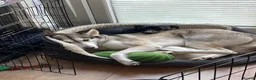 Siberian Husky dogs for sale: Beautiful Husky Girl - Advert 4
