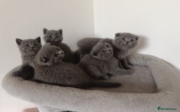 Scottish Fold cats for sale: Adorable Scottish fold x BSH kittens ready soon! - Image 3