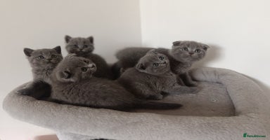 Scottish Fold cats - Advert 4