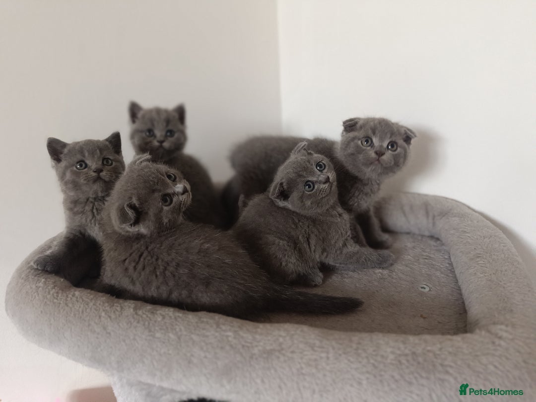 Scottish Fold cats for sale: Adorable Scottish fold x BSH kittens ready soon! - Image 3