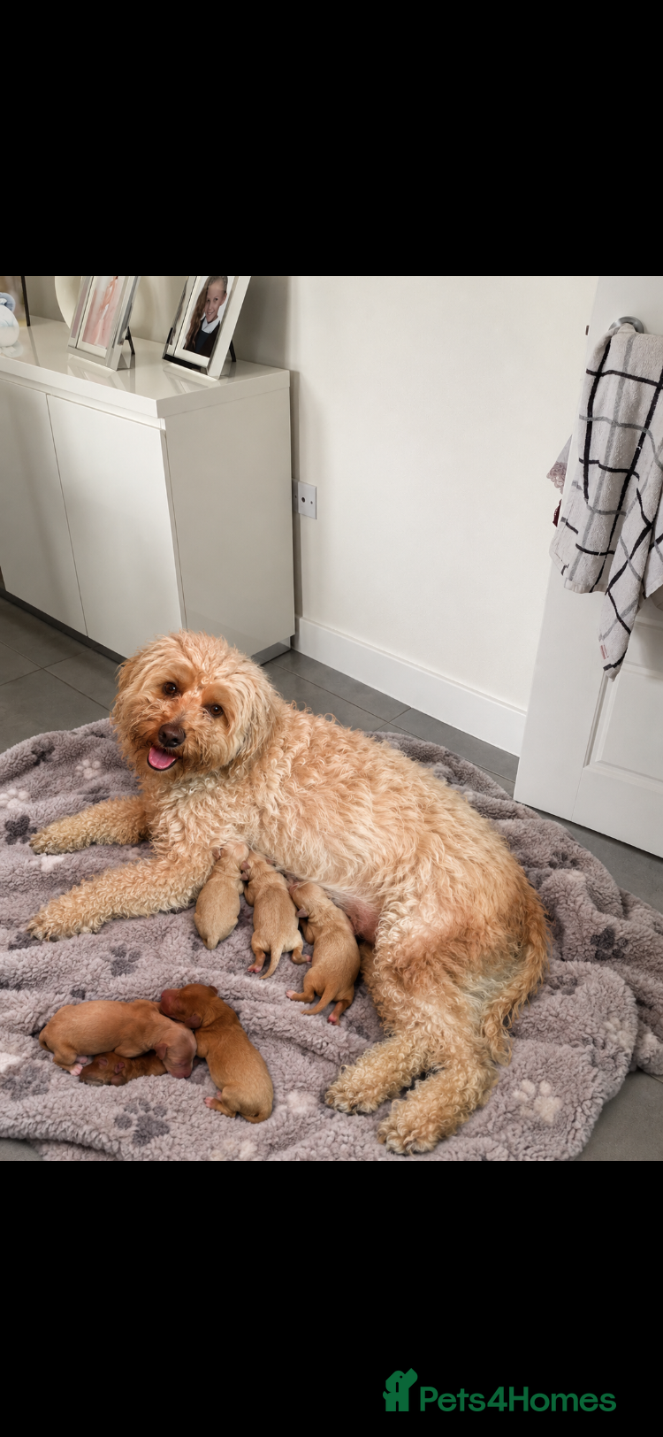 Cavapoo dogs Stunning toy Cavapoos  - Advert 1
