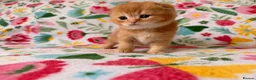 Scottish Fold cats for sale: Beautiful pedigree Scottish fold kittens - Advert 23