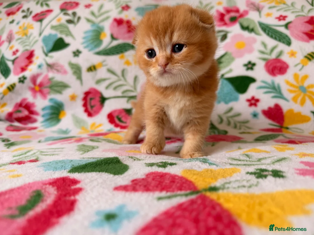 Scottish Fold cats for sale: Beautiful pedigree Scottish fold kittens - Advert 35