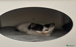 Mixed Breed cats for sale: Last kitty for sale!  - Advert 32
