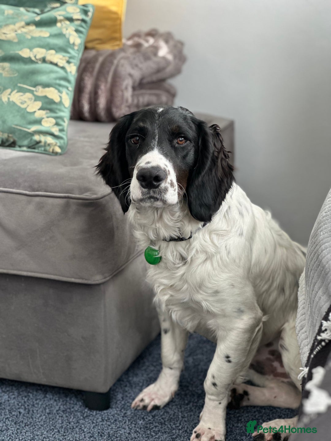 Sprocker dogs for sale: Male Sprocker - Advert 1