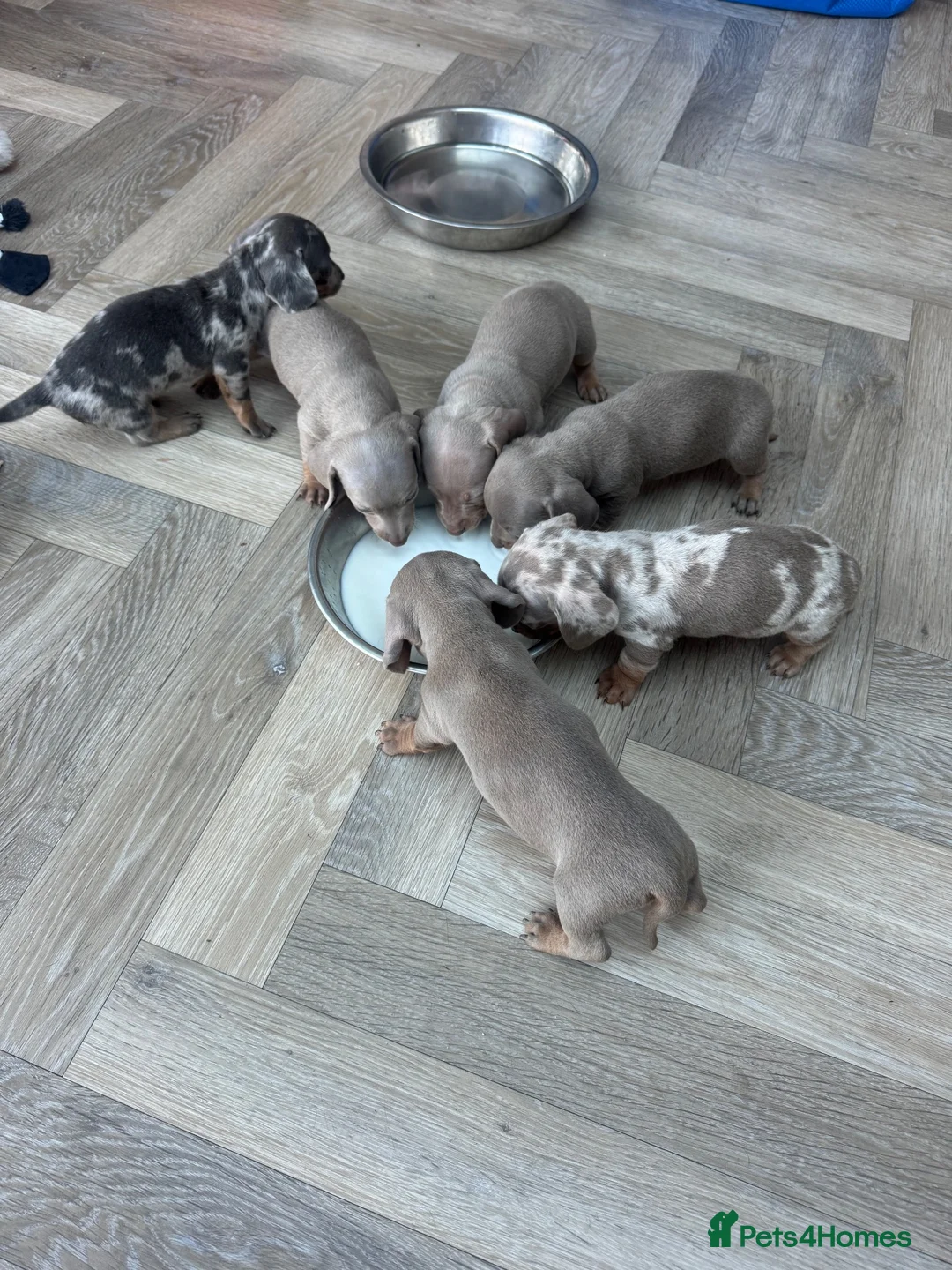 Miniature Dachshund dogs for sale: 🐾 KC Registered Miniature Dachshund Puppies 🐾 - Advert 4