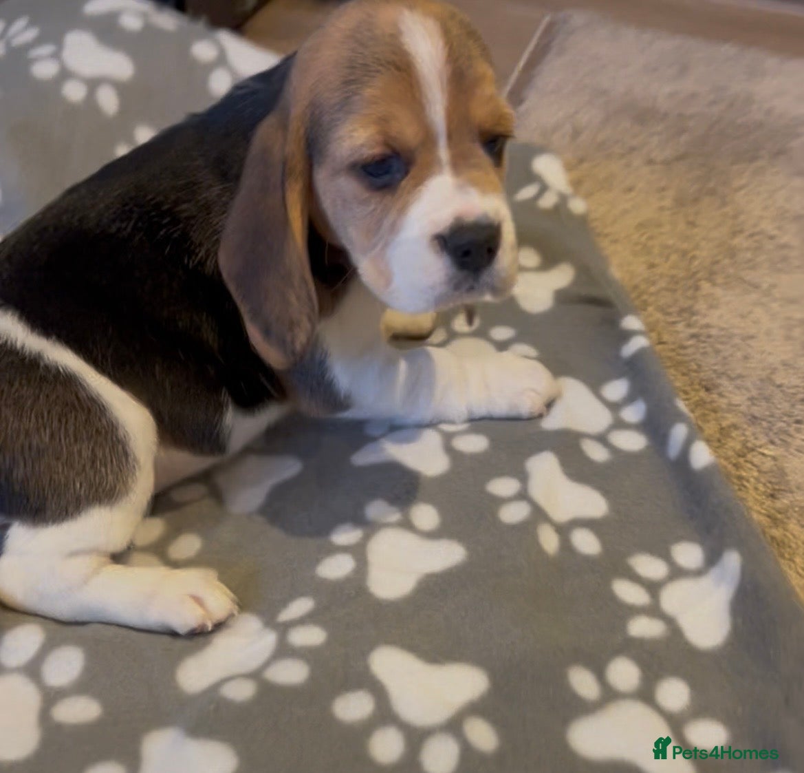 Beagle dogs Charterwood/Duffose Show win Kc registered, ,,   - Advert 4