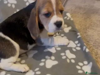 Beagle dogs Charterwood/Duffose Show win Kc registered, ,, - Advert 4