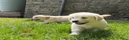 Golden Retriever dogs for sale: FULLY VACCINATED KC REG GOLDEN RETRIEVERS - Advert 11