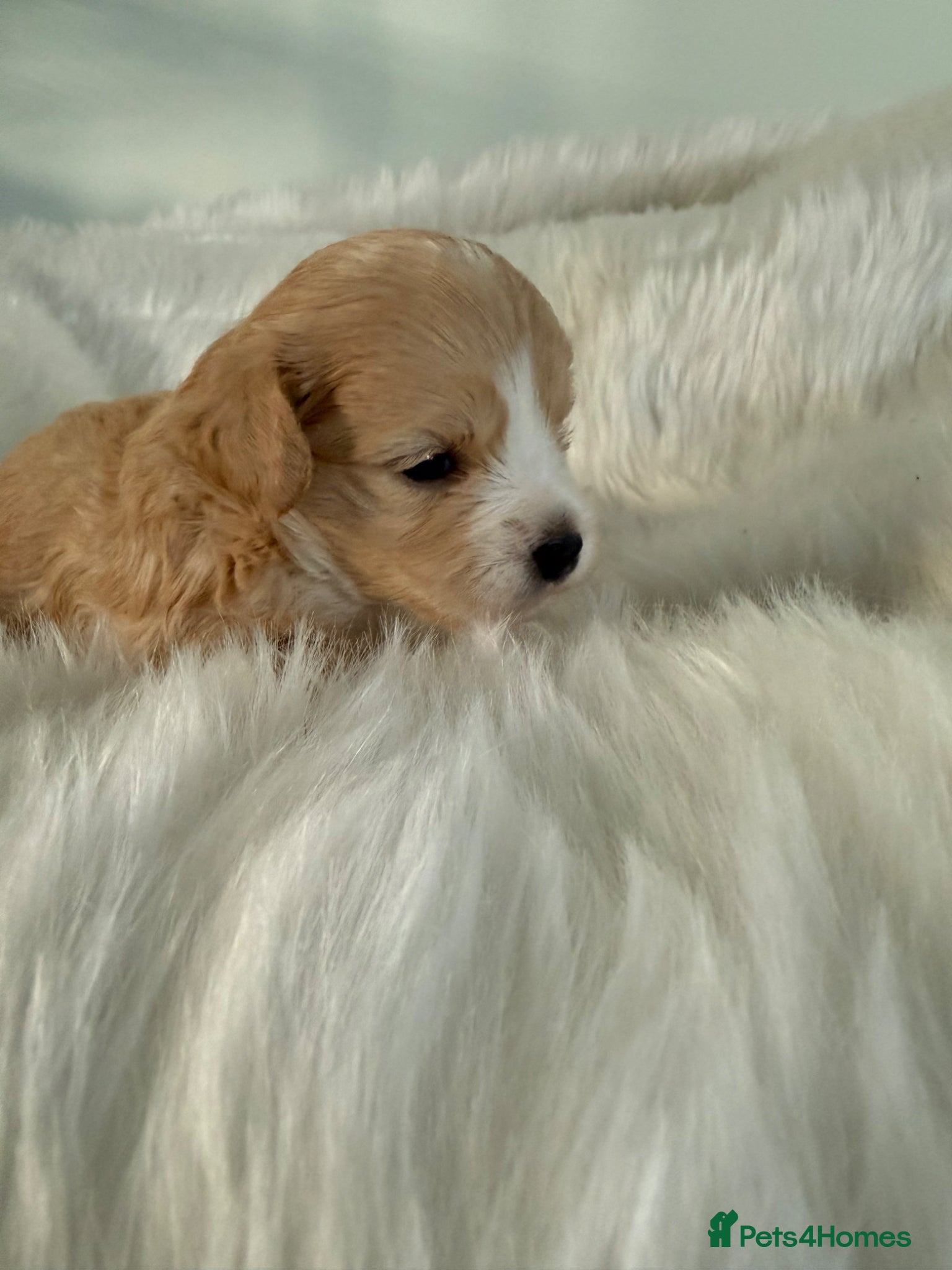 Maltipoo dogs Absolutely stunning f1 Maltipoo babies.  - Advert 6