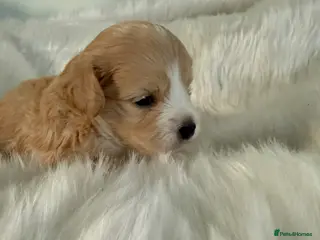 Maltipoo dogs Absolutely stunning f1 Maltipoo babies. - Advert 6