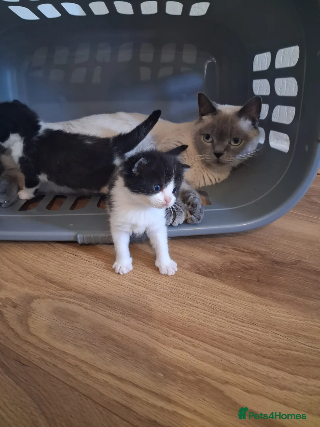 British Shorthair cats for sale: British Shorthair kitten girl cross  - Advert 2