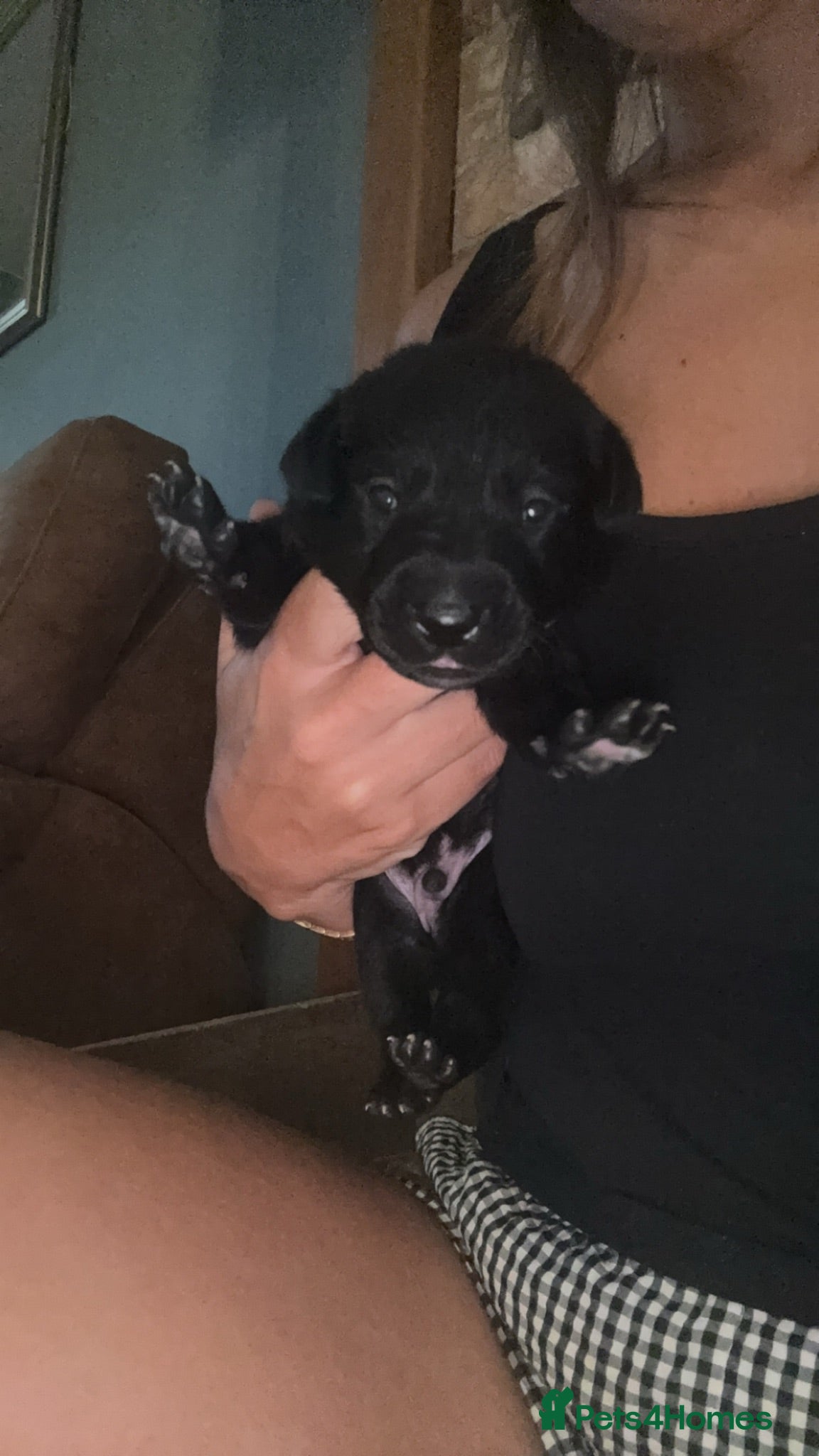 Borador dogs Stunning Lab x Collie, cream, black & chocolate! - Advert 2